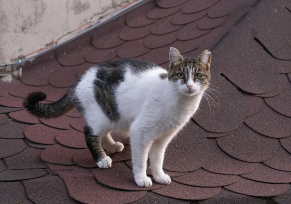 Eco-Friendly Pet Care: Tips for Your Furry Friend's Healthy Development